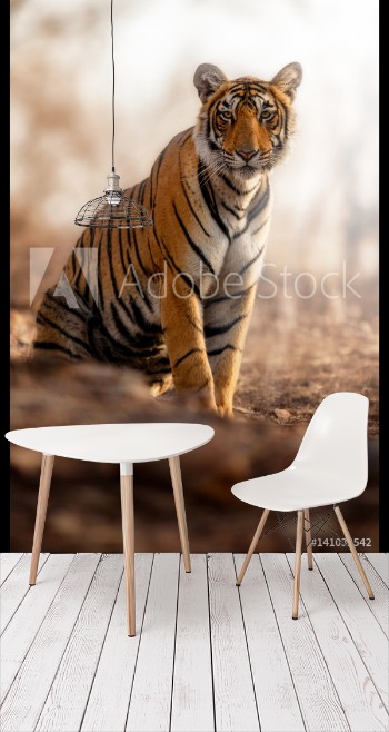Picture of Young tiger female in a beautiful place full of colorwild animal in the nature habitatIndiabig catsendangered animalsclose up with tigress